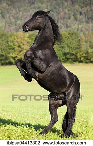 Friesian horse on hind legs, meadow, forest, Austria, Europe View Large Photo Image Stock Image - Friesian horse on hind legs, meadow, forest, Austria, Europe. Fotosearch