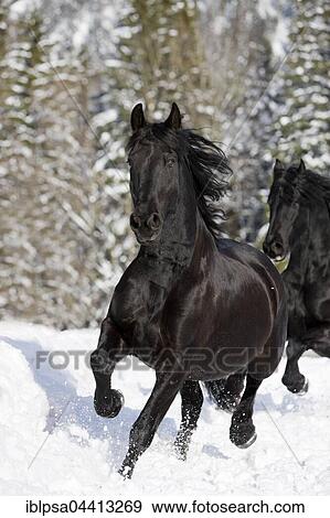 Friesian horse trotting through snow, winter, Austria, Europe View Large Photo Image Stock Photo - Friesian horse trotting through snow, winter, Austria, Europe. Fotosearch