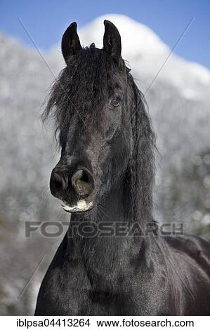 Picture - Friesian horse, winter, Austria, Europe. Fotosearch