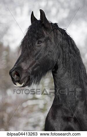 Friesian horse, winter, Austria, Europe View Large Photo Image Stock Image - Friesian horse, winter, Austria, Europe. Fotosearch