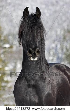 Friesian horse, winter, Austria, Europe View Large Photo Image Stock Image - Friesian horse, winter, Austria, Europe. Fotosearch