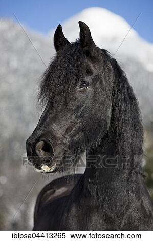 Friesian horse, winter, Austria, Europe View Large Photo Image Stock Photography - Friesian horse, winter, Austria, Europe. Fotosearch