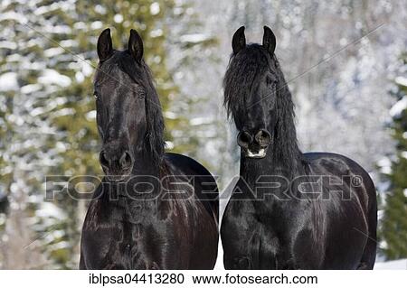 Friesian horses, winter, Austria, Europe View Large Photo Image Stock Image - Friesian horses, winter, Austria, Europe. Fotosearch