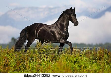Friesian trotting on green meadow, mountain range, Austria, Europe View Large Photo Image Stock Image - Friesian trotting on green meadow, mountain range, Austria, Europe. Fotosearch