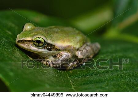 Stock Photograph - Frog (Boophis microtympanum), Isalo National Park, Madagascar, Africa. Fotosearch