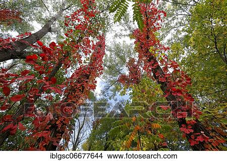 Frog perspective, trees with in autumn, Quebec province, Canada, North America View Large Photo Image Picture - Frog perspective, trees with in autumn, Quebec province, Canada, North America. Fotosearch