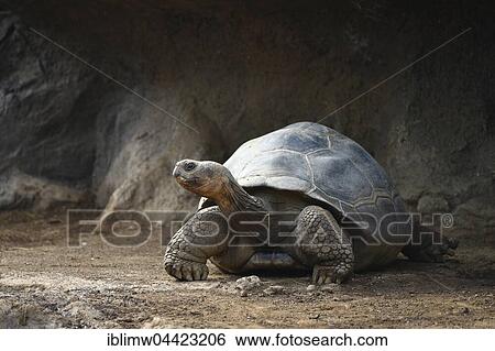 Galápagos giant tortoise (Chelonoidis nigra), Loro Parque, Puerto de la Cruz, Tenerife, Canary Islands, Spain, Europe View Large Photo Image Stock Photograph - Galápagos giant tortoise (Chelonoidis nigra), Loro Parque, Puerto de la Cruz, Tenerife, Canary Islands, Spain, Europe. Fotosearch