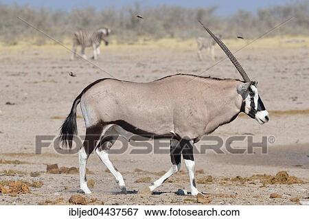Gemsbok (Oryx gazella), gemsbuck walking on arid ground, Etosha National Park, Namibia, Africa View Large Photo Image Stock Photo - Gemsbok (Oryx gazella), gemsbuck walking on arid ground, Etosha National Park, Namibia, Africa. Fotosearch