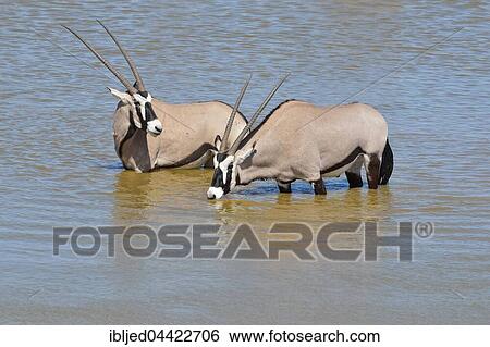 Gemsboks (Oryx gazella), two males at a waterhole, Etosha National Park, Namibia, Africa View Large Photo Image Stock Photograph - Gemsboks (Oryx gazella), two males at a waterhole, Etosha National Park, Namibia, Africa. Fotosearch