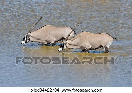 Gemsboks (Oryx gazella), two males drinking at a waterhole, Etosha National Park, Namibia, Africa View Large Photo Image Picture - Gemsboks (Oryx gazella), two males drinking at a waterhole, Etosha National Park, Namibia, Africa. Fotosearch