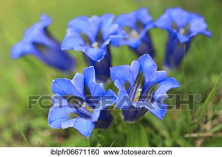 Gentian, Bernese Oberland, Switzerland, Europe View Large Photo Image Stock Image - Gentian, Bernese Oberland, Switzerland, Europe. Fotosearch