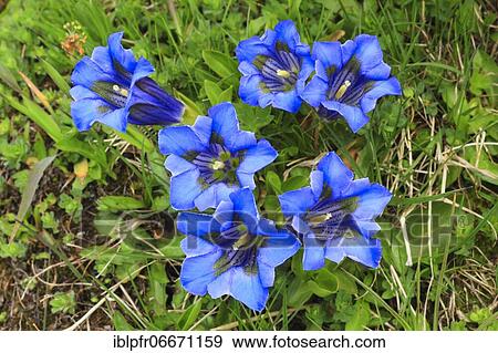 Gentian, Bernese Oberland, Switzerland, Europe View Large Photo Image Stock Photo - Gentian, Bernese Oberland, Switzerland, Europe. Fotosearch