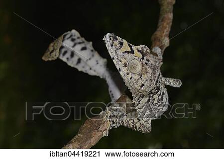 Giant leaf-tail gecko (Uroplatus gigantaeus), rainforest, Montagne d'Ambre National Park, northern Madagascar, Madagascar, Africa View Large Photo Image Stock Image - Giant leaf-tail gecko (Uroplatus gigantaeus), rainforest, Montagne d'Ambre National Park, northern Madagascar, Madagascar, Africa. Fotosearch