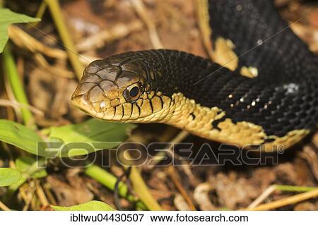 Giant Madagascan Hognose (Leioheterodon madagascariensis), juvenile, in the rain forest of the Amber Mountain National Park, northern Madagascar, Madagascar, Africa View Large Photo Image Stock Photo - Giant Madagascan Hognose (Leioheterodon madagascariensis), juvenile, in the rain forest of the Amber Mountain National Park, northern Madagascar, Madagascar, Africa. Fotosearch