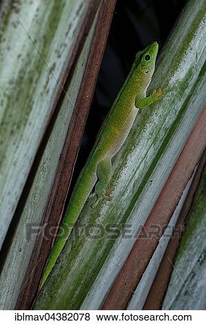 Giant Madagascar Day gecko (Phelsuma madagascariensis grandis), male, Antsohihy, Sofia, Madagascar, Africa View Large Photo Image Stock Photo - Giant Madagascar Day gecko (Phelsuma madagascariensis grandis), male, Antsohihy, Sofia, Madagascar, Africa. Fotosearch
