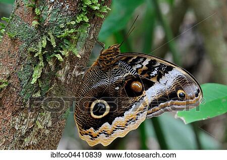 Giant Owl (Caligo memnon), Orange Walk District, Belize, Central America View Large Photo Image Stock Photo - Giant Owl (Caligo memnon), Orange Walk District, Belize, Central America. Fotosearch