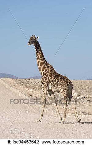 Giraffe (Giraffa camelopardalis) crossing dirt road, D1982, Erongo Region, Namibia, Africa View Large Photo Image Stock Image - Giraffe (Giraffa camelopardalis) crossing dirt road, D1982, Erongo Region, Namibia, Africa. Fotosearch