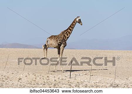Giraffe (Giraffa camelopardalis) jumping over wire fence, dirt road, D1982, Erongo Region, Namibia, Africa View Large Photo Image Stock Image - Giraffe (Giraffa camelopardalis) jumping over wire fence, dirt road, D1982, Erongo Region, Namibia, Africa. Fotosearch