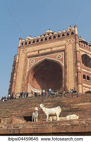 Goats in front of Buland Darwaza, Gate of Magnificence, Great Gate, Fatehpur Sikri, India, Asia View Large Photo Image Stock Photography - Goats in front of Buland Darwaza, Gate of Magnificence, Great Gate, Fatehpur Sikri, India, Asia. Fotosearch