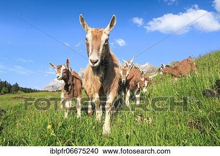 Goats on the alp, Alpstein massif, Appenzell, Switzerland, Europe View Large Photo Image Stock Image - Goats on the alp, Alpstein massif, Appenzell, Switzerland, Europe. Fotosearch