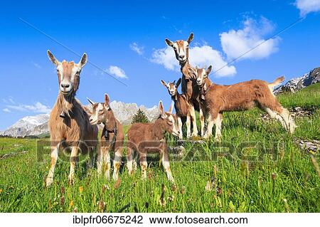 Stock Image - Goats on the alp, Alpstein massif, Appenzell, Switzerland, Europe. Fotosearch
