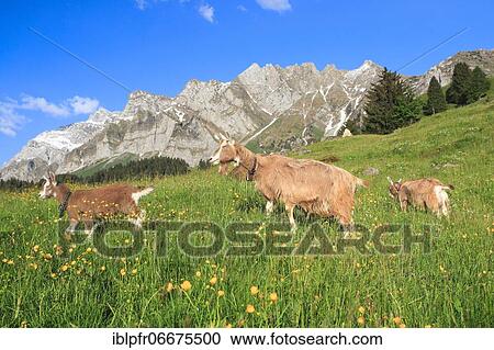 Goats on the alp, Alpstein massif, Appenzell, Switzerland, Europe View Large Photo Image Stock Image - Goats on the alp, Alpstein massif, Appenzell, Switzerland, Europe. Fotosearch