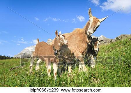 Goats on the alp, Alpstein massif, Appenzell, Switzerland, Europe View Large Photo Image Stock Photo - Goats on the alp, Alpstein massif, Appenzell, Switzerland, Europe. Fotosearch