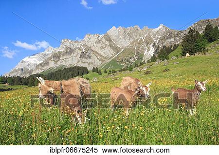Goats on the alp, Alpstein massif, Appenzell, Switzerland, Europe View Large Photo Image Stock Photography - Goats on the alp, Alpstein massif, Appenzell, Switzerland, Europe. Fotosearch