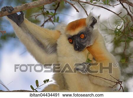 Gold Crown sifaka (Propithecus tattersalli), dry forest, Daraina National Park, northern Madagascar, Madagascar, Africa View Large Photo Image Stock Image - Gold Crown sifaka (Propithecus tattersalli), dry forest, Daraina National Park, northern Madagascar, Madagascar, Africa. Fotosearch