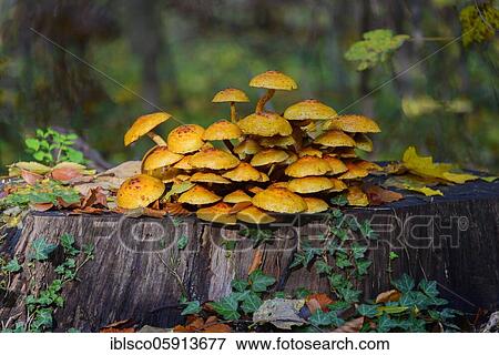 Golden Scalycap (Pholiota aurivella) on tree stump, Ilsede, Lower Saxony, Germany, Europe View Large Photo Image Stock Photo - Golden Scalycap (Pholiota aurivella) on tree stump, Ilsede, Lower Saxony, Germany, Europe. Fotosearch