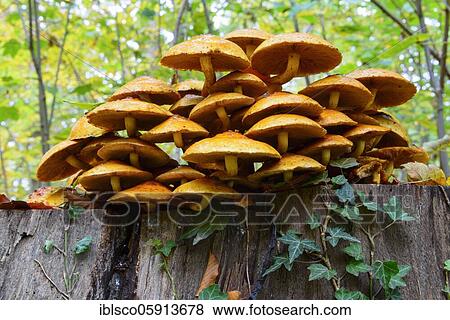 Golden Scalycap (Pholiota aurivella) on tree stump, Ilsede, Lower Saxony, Germany, Europe View Large Photo Image Stock Photo - Golden Scalycap (Pholiota aurivella) on tree stump, Ilsede, Lower Saxony, Germany, Europe. Fotosearch
