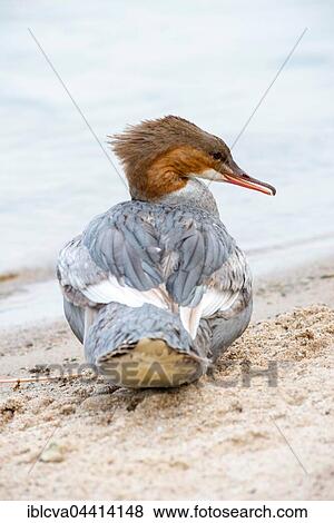Stock Photo - Goosander (Mergus merganser), female on shore, Lake Schwerin, Mecklenburg-Western Pomerania, Germany, Europe. Fotosearch