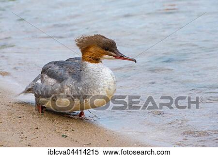 Goosander (Mergus merganser), female on shore, Lake Schwerin, Mecklenburg-Western Pomerania, Germany, Europe View Large Photo Image Stock Photography - Goosander (Mergus merganser), female on shore, Lake Schwerin, Mecklenburg-Western Pomerania, Germany, Europe. Fotosearch