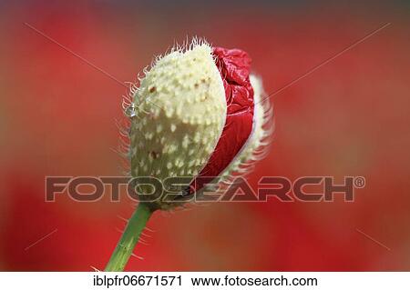 Gossip poppy (Papaver rhoeas), Switzerland, Europe View Large Photo Image Stock Image - Gossip poppy (Papaver rhoeas), Switzerland, Europe. Fotosearch