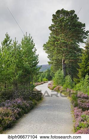 Gravel path in Caringorms N. P., Scotland, Great Britain View Large Photo Image Picture - Gravel path in Caringorms N. P., Scotland, Great Britain. Fotosearch