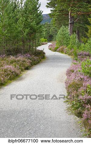Stock Image - Gravel path in Caringorms N. P., Scotland, Great Britain. Fotosearch