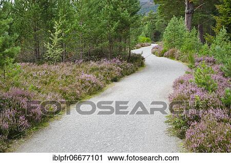 Gravel path in Caringorms N. P., Scotland, Great Britain View Large Photo Image Stock Image - Gravel path in Caringorms N. P., Scotland, Great Britain. Fotosearch