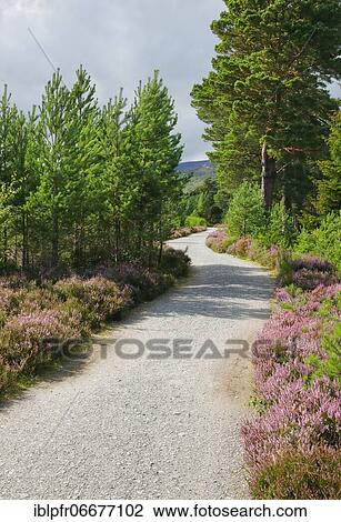 Gravel path in Caringorms N. P., Scotland, Great Britain View Large Photo Image Stock Image - Gravel path in Caringorms N. P., Scotland, Great Britain. Fotosearch