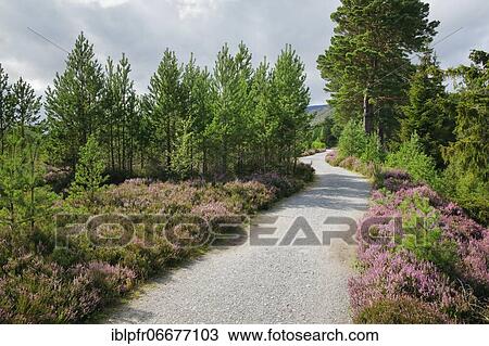 Gravel path in Caringorms N. P., Scotland, Great Britain View Large Photo Image Stock Image - Gravel path in Caringorms N. P., Scotland, Great Britain. Fotosearch