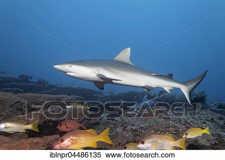 Gray reef shark (Carcharhinus amblyrhinchus), Coral Reef, Indian Ocean, Maldives, Asia View Large Photo Image Stock Photography - Gray reef shark (Carcharhinus amblyrhinchus), Coral Reef, Indian Ocean, Maldives, Asia. Fotosearch