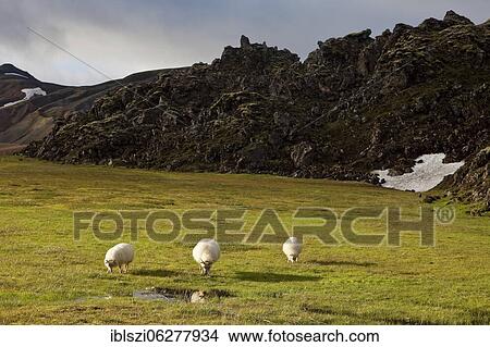 Grazing sheep in front of lava field Laugarhraun, Landmannalaugar, Fjallabak National Park, Iceland, Europe View Large Photo Image Picture - Grazing sheep in front of lava field Laugarhraun, Landmannalaugar, Fjallabak National Park, Iceland, Europe. Fotosearch