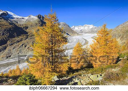 Great Aletsch Glacier and Wannenhorns, Valais, Switzerland, Europe View Large Photo Image Picture - Great Aletsch Glacier and Wannenhorns, Valais, Switzerland, Europe. Fotosearch