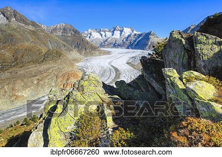 Great Aletsch Glacier and Wannenhorns, Valais, Switzerland, Europe View Large Photo Image Stock Image - Great Aletsch Glacier and Wannenhorns, Valais, Switzerland, Europe. Fotosearch
