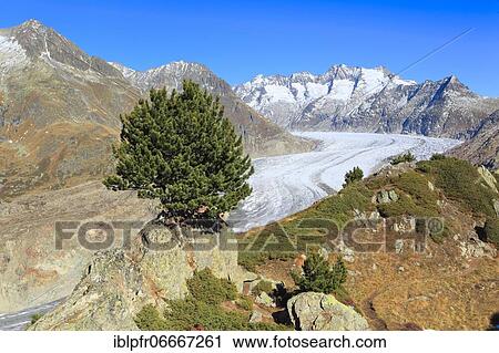 Great Aletsch Glacier and Wannenhorns, Valais, Switzerland, Europe View Large Photo Image Stock Image - Great Aletsch Glacier and Wannenhorns, Valais, Switzerland, Europe. Fotosearch