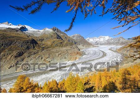 Great Aletsch Glacier and Wannenhorns, Valais, Switzerland, Europe View Large Photo Image Stock Image - Great Aletsch Glacier and Wannenhorns, Valais, Switzerland, Europe. Fotosearch