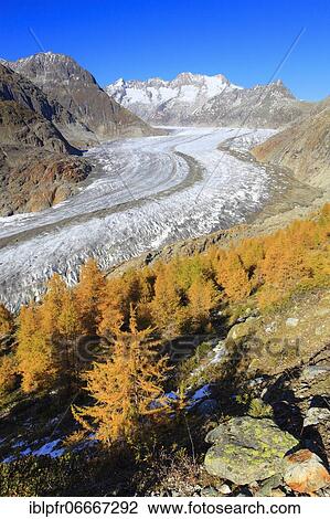 Stock Image - Great Aletsch Glacier and Wannenhorns, Valais, Switzerland, Europe. Fotosearch