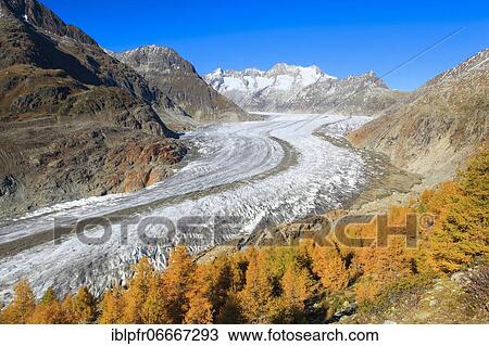 Great Aletsch Glacier and Wannenhorns, Valais, Switzerland, Europe View Large Photo Image Stock Image - Great Aletsch Glacier and Wannenhorns, Valais, Switzerland, Europe. Fotosearch