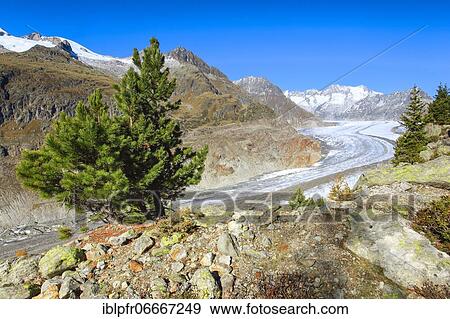 Stock Photo - Great Aletsch Glacier and Wannenhorns, Valais, Switzerland, Europe. Fotosearch