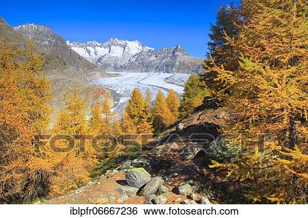 Stock Photograph - Great Aletsch Glacier and Wannenhorns, Valais, Switzerland, Europe. Fotosearch