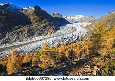 Stock Photograph - Great Aletsch Glacier and Wannenhorns, Valais, Switzerland, Europe. Fotosearch